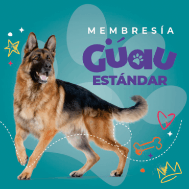 Guau Estándar